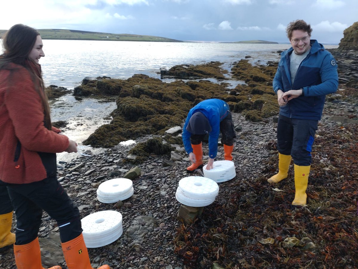 OceanonLandTech's tweet photo. It was great to see the whole team involved with our final lobster release of the year! The water was a very fresh 9°C but neither the team nor the lobsters seemed to mind as they gathered to release 2700 juveniles from their Aquahive into the wild. 
 
#lobsterrelease #orkney https://t.co/nLvYptkQOI