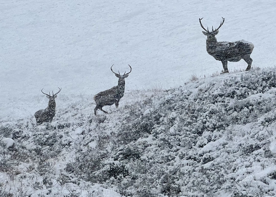 Wild stags, wild day by James Cartwright

#deer #reddeer #redstags #deerphoto #deerphotography #wildlife #wildlifephotography #wild #winter #snow
