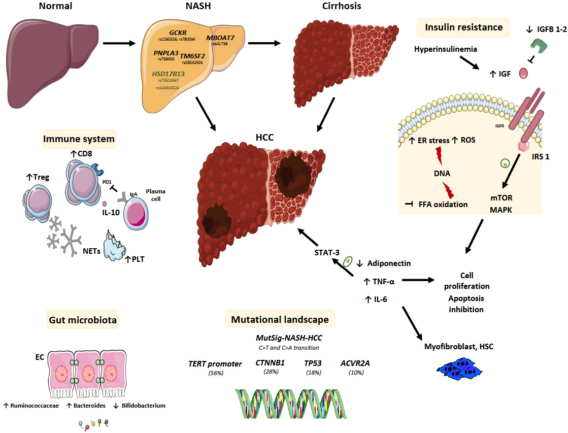 HepatomaRes's tweet photo. #MedEd #MedTwitter #GITwitter #HCCTwitter
😃Never miss the excellent article from Prof. Jean-Charles Nault's team!
👍Topic: #Molecular #mechanisms of #liver #carcinogenesis related to #metabolic #syndrome
🔗PDF for free: https://t.co/h1o4X6e9ze https://t.co/HFDbWGyWZn