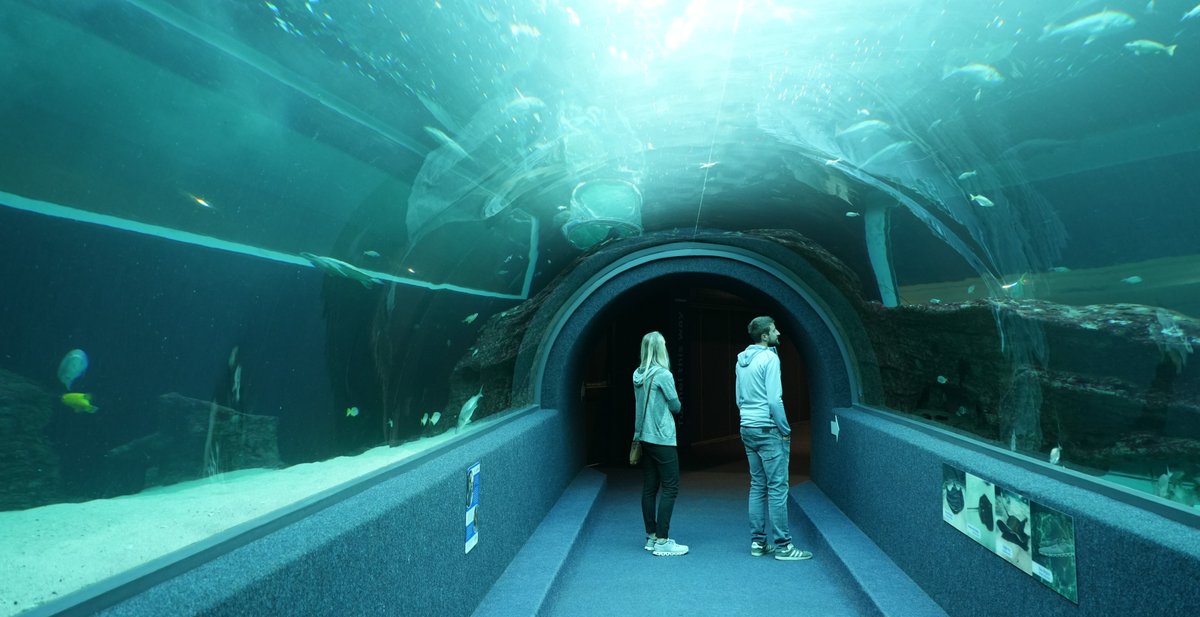 2OceansAquarium's tweet photo. Come and view the majestic I&amp;J Ocean Exhibit through the 10m long full tunnel 🤩 https://t.co/jRtCtep0As