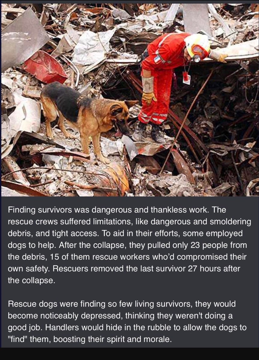 dnialnjmddin's tweet photo. mse 9/11 WTC, anjing penyelamat depressed sbb asyik jumpa mayat and bomba dkt sne terpaksa berlakon jdi mangsa tertimbus yg msih hidup supaya dorang happy balik🥲 https://t.co/HVxFrgXpU1