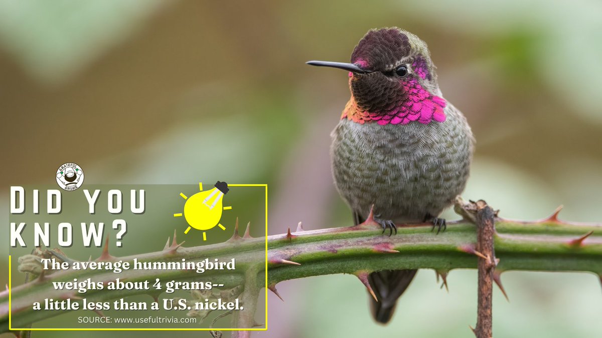 It's Trivia Time!😊
#hummingbirdtrivia
#TuesdayTrivia