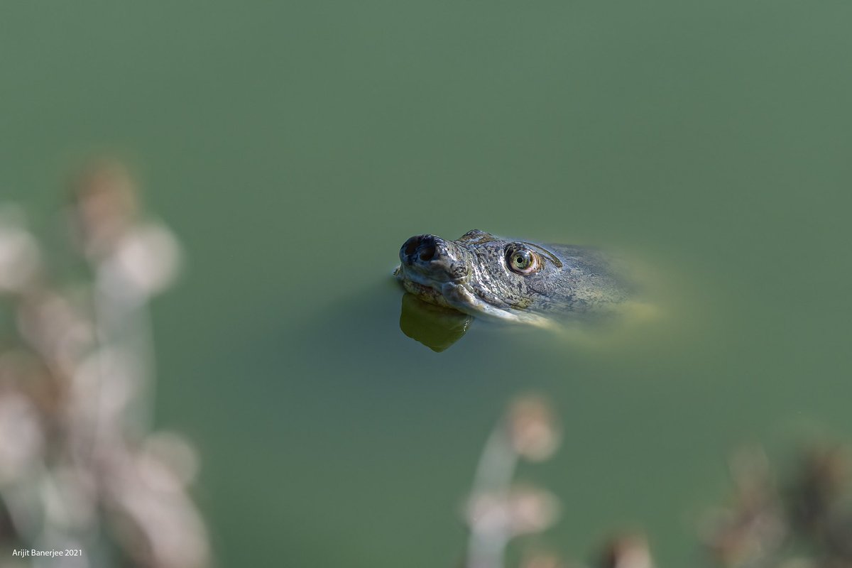 orijeet's tweet image. It was all eyes!
#lissemyspunctata #indianflapshellturtle #amphibians #amphibiansofindia #wildlife #biodiversity #ranthambhorenationalpark 
@Rivertiger85 @adityadickysin @IshanDhar