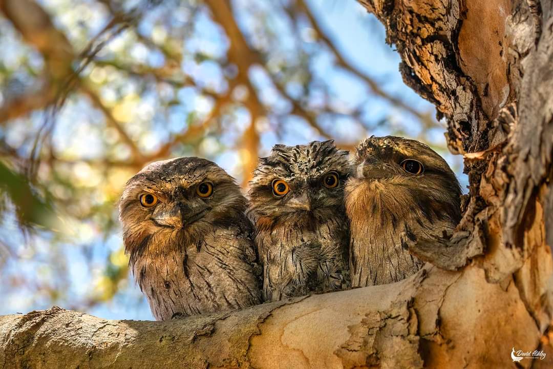 The 3 Amigos! Tawny Frogmouth family at Lake Gwelup 🙂 <a href="/WAParksWildlife/">Parks and Wildlife Service, Western Australia</a>