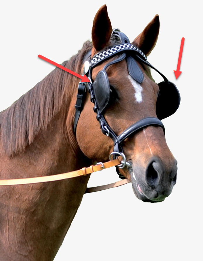 InspoCrypto's tweet photo. Don't be a horse. 🙏 https://t.co/LU5qnN1PIW