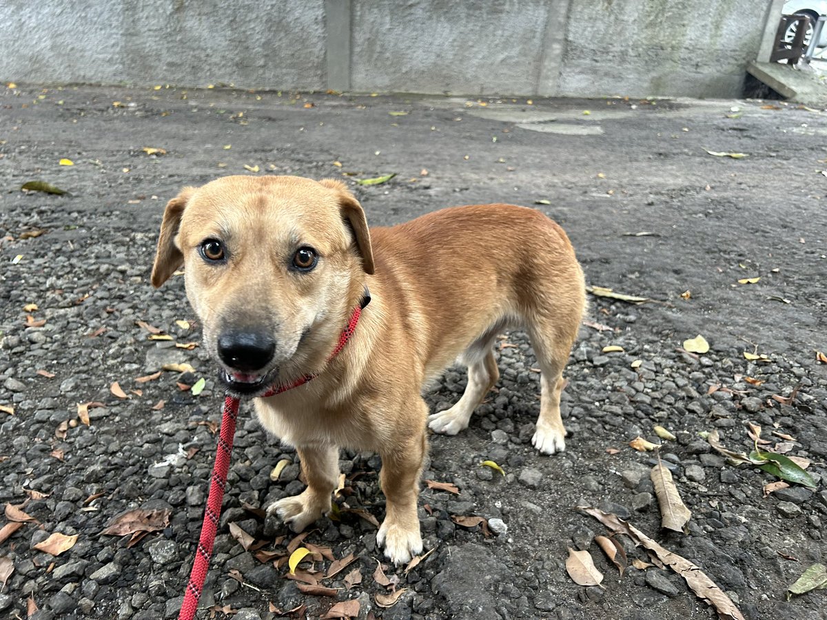 weningg's tweet photo. Ditemukan anjing jantan warna coklat tanpa kalung &amp; tali di Jl. M. Saidi, Petukangan Selatan, Jakarta Selatan. Kondisi terawat dan sangat ramah. Kalau ada yang tahu info pemilik bisa reply atau DM saya. Terima kasih. https://t.co/DVefB18gPp