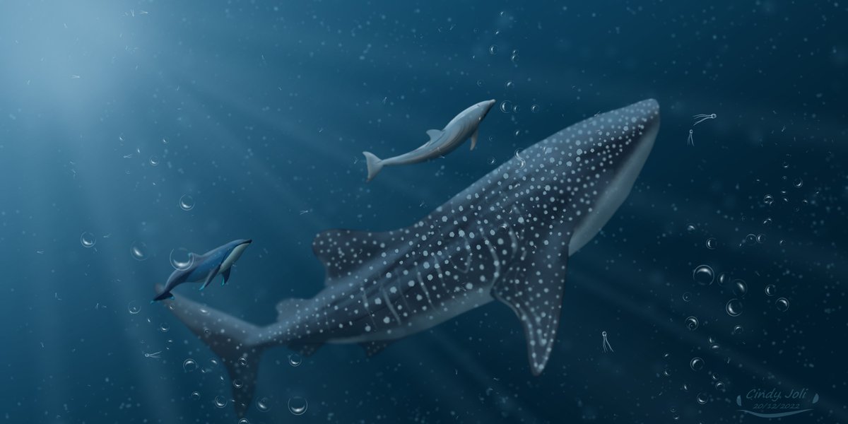 Cindy_Joli's tweet photo. ~Wanderer Encounters~
#digitalart #ocean #marine #whaleshark #cetacean #toothedwhales #dolphins #indopacificbottlenosedolphin #duskydolphin #characterdesign #conceptart #quickart https://t.co/qrvm8ff6ya