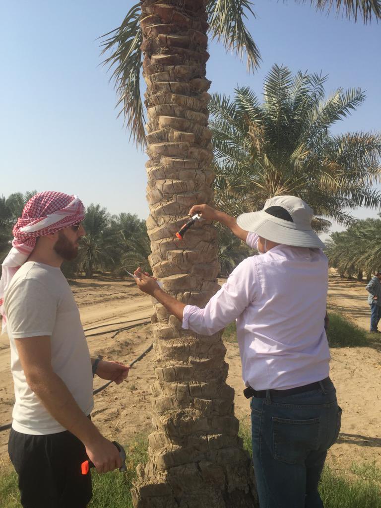 DatePalmcenter's tweet photo. استقبل نائب مدير عام مركز النخيل والتمور بالأحساء وفد من جامعة كاوست بجدة ، حيث ضم الفريق نخبة من الاستشاريين بالجامعة وفي مقدمتهم Prof. Jesse ، واطلعوا من خلال الزيارة على سبل التعاون المشترك فيما بيننا ، وكذلك قام الوفد بزيارة ميدانية لحقول المركز https://t.co/Y9eMmKC1Yt