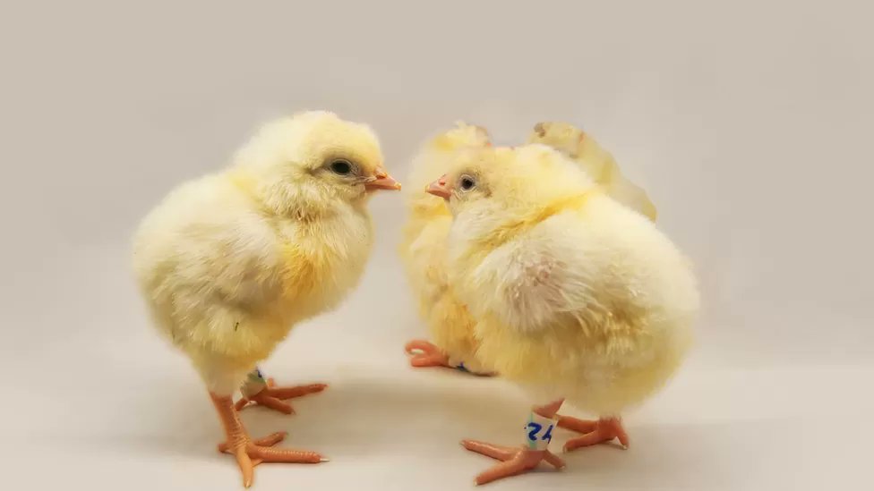 Gene-edited hens only lay eggs from which females hatch: poultryproducer.com/gene-edited-he…