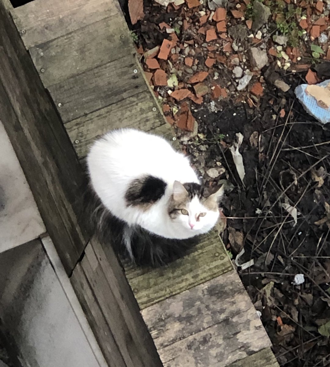 Hiç bir güvenlik önlemi alınmayan bir evden kaçtı, sahibi farkında ama eve almıyor. Bahçede üşüyor kaçtığı balkonun altında ağlıyor. Dişi olduğunu biliyorum tahminen 6-7 aylık. İstanbul içi sahiplendirmek istiyorum. Kediyi bahçeden alacağız. İlanı yayabilir misiniz 😢