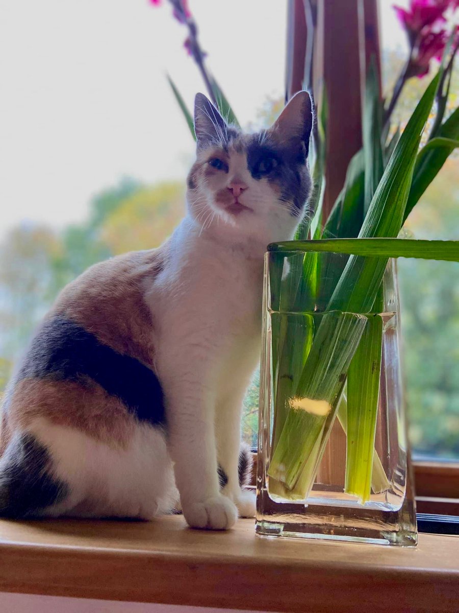 Mesadorm tweet media