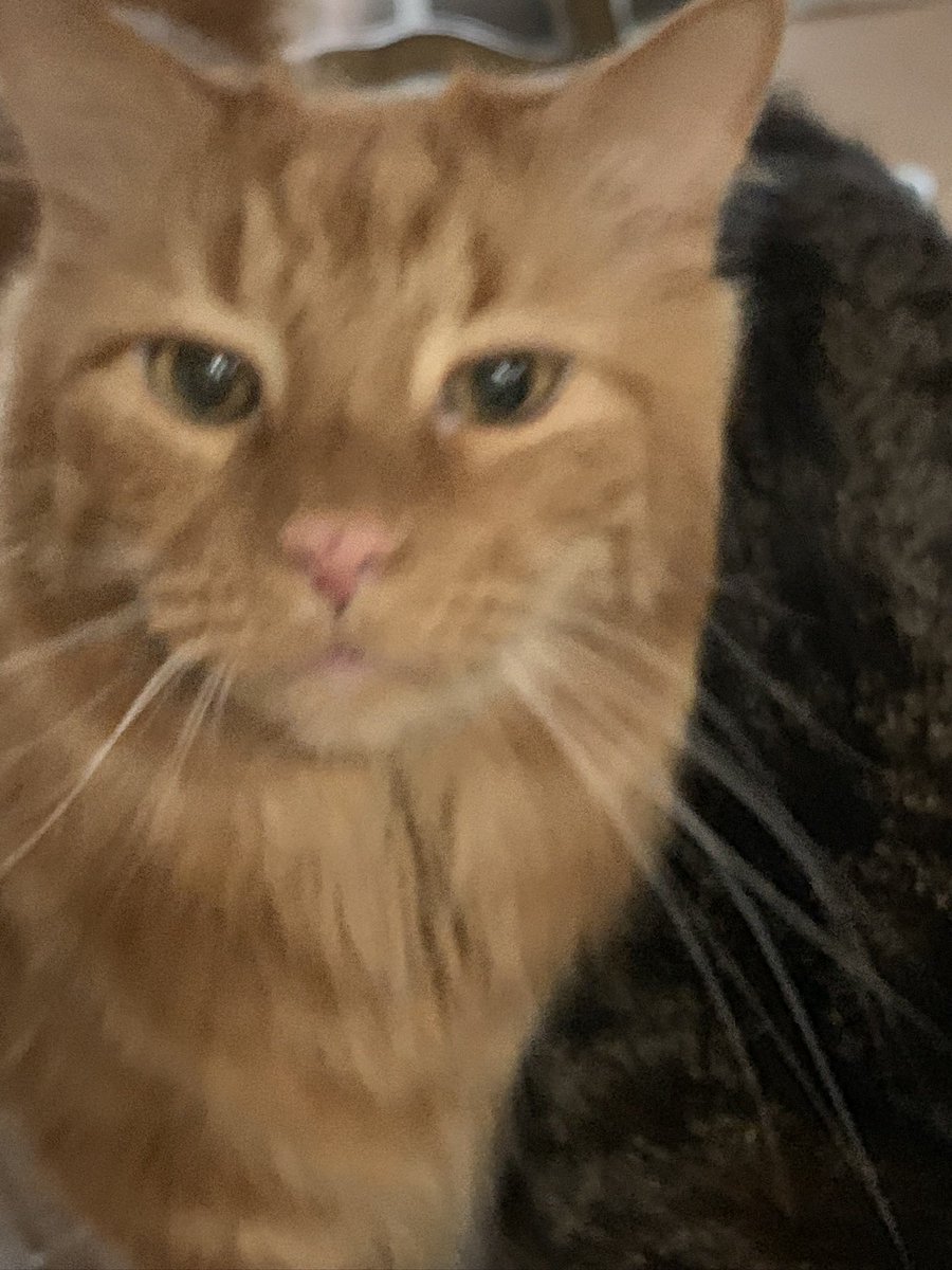 Our boy Momo crossed over Rainbow Bridge this morning. We had no sign he was ill. In fact he was at the vets a few weeks ago. Wait for me on the other side and you will be missed, every day! 🐈🌈🙏🐾 #CatsOfTwitter #cat #cats #AdoptDontShop #feline #kitty #pets #rainbowbridge