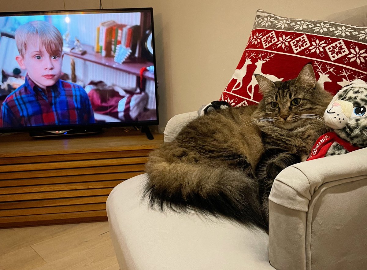 Lizroche's tweet photo. Merry Christmas you filthy animals! #homealone #norwegianforestcat https://t.co/IGFdrbRZNZ