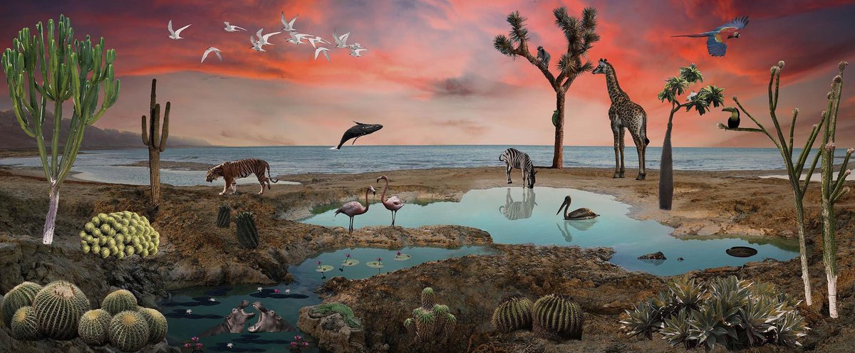 runningsnapper's tweet photo. "Not so Dead Sea"

The first in a new series of 10 images called UTOBIA, created from my large format panoramic landscape images.

A celebration of the beauty of our incredible planet and its species.

Prices and sizes 💰 DM https://t.co/x9lAQOt6Mi