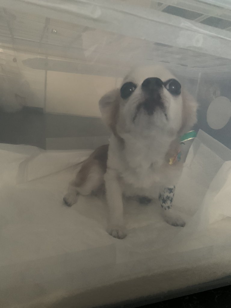 kimochiwarui_ne's tweet photo. みんなうちの愛犬の事を
愛してくれてる
とても嬉しい反面辛い
もっと強いママでいなくては
#チワワ
#chihaha
#サンタ https://t.co/3RMRYFk9FT