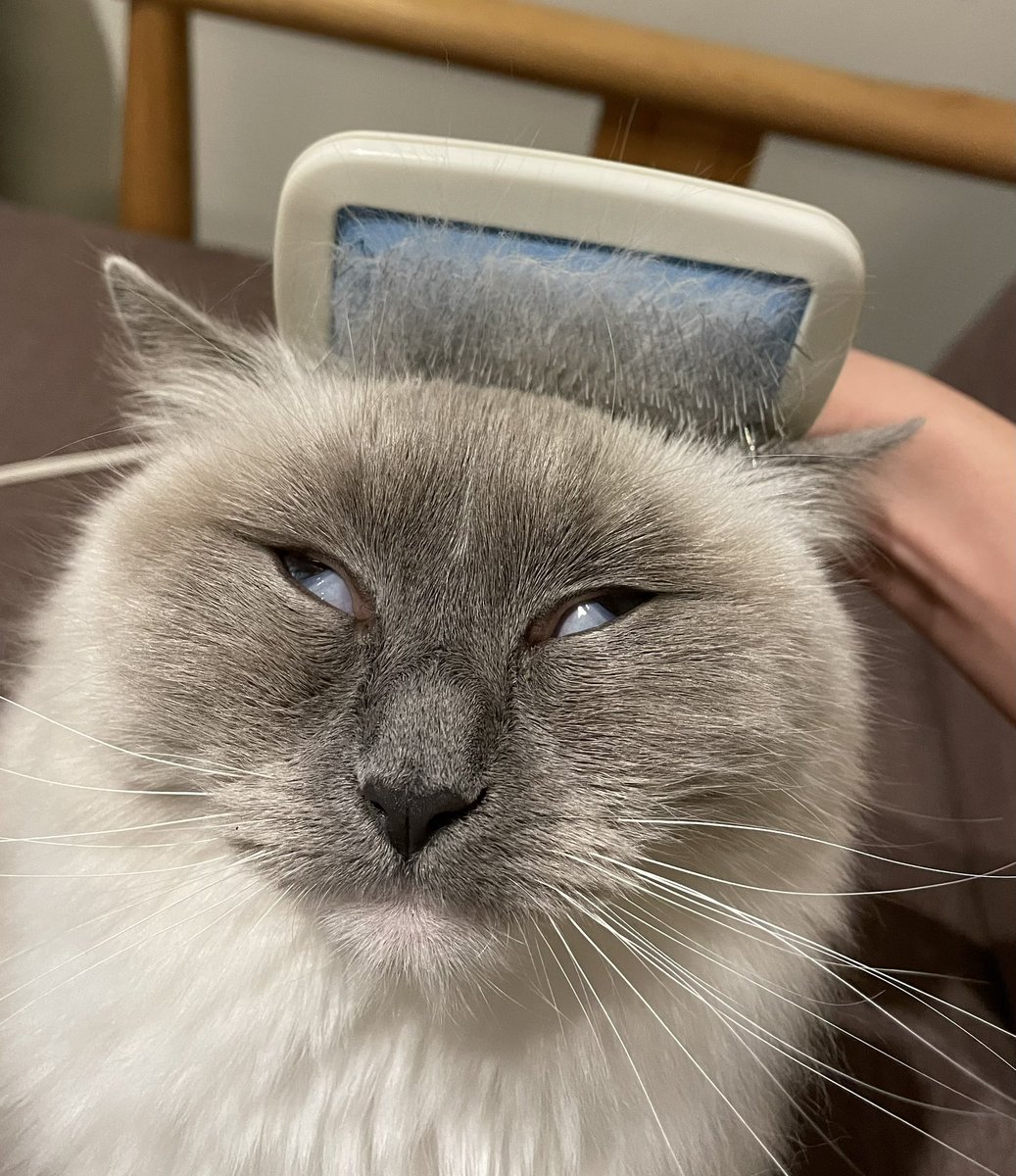 🐱ぽもち🐱 tweet media