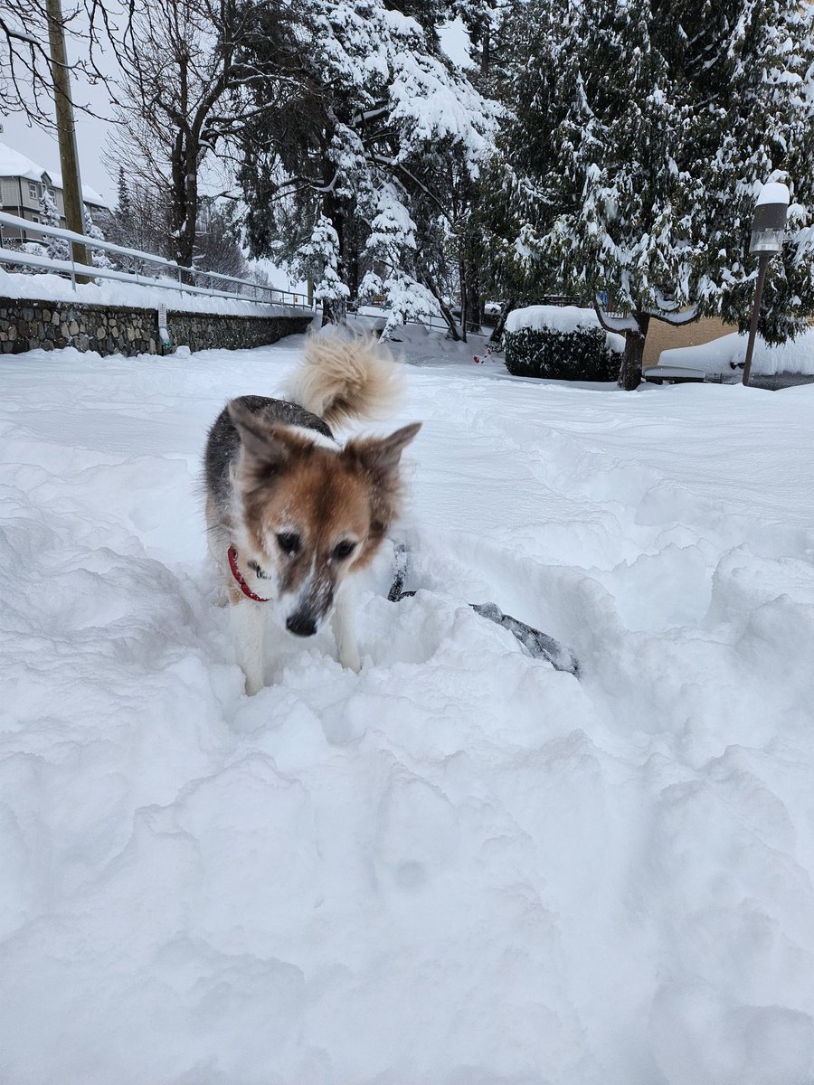 Here I was thinking I left all this weather behind when I moved to #VictoriaBC  I was wrong. At least the dog loves it.  #Snowmageddon