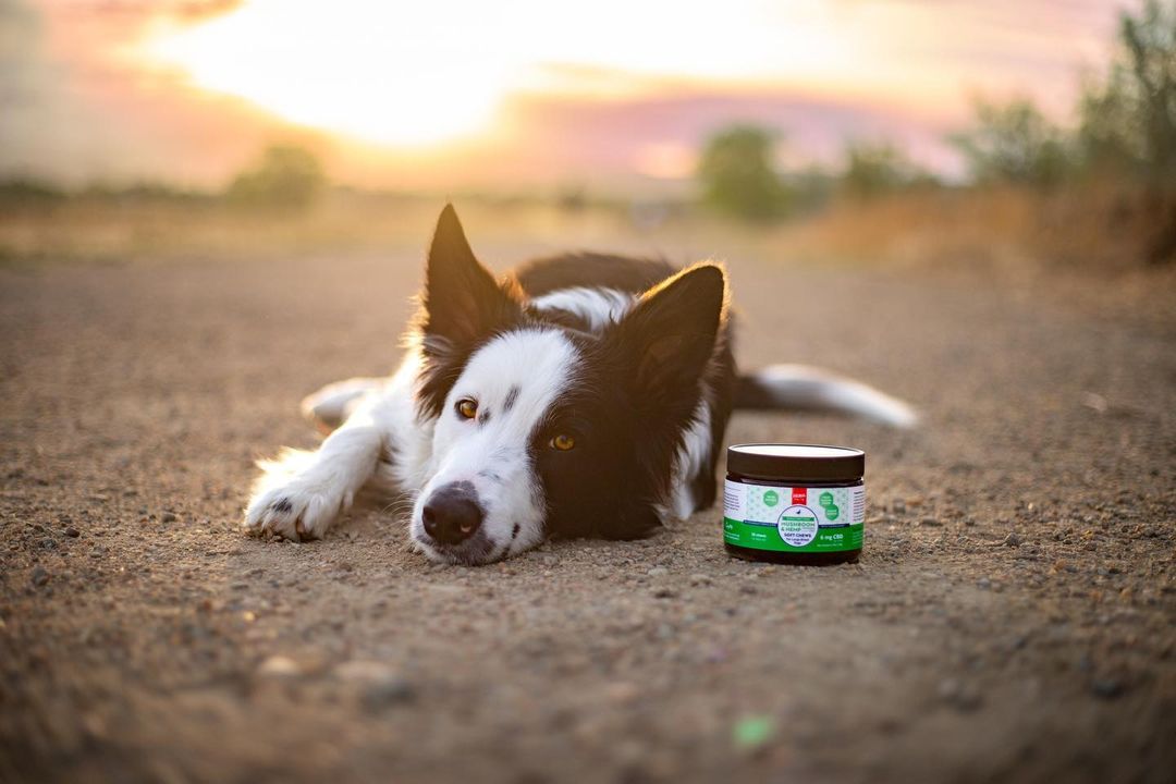 primalpetsupps's tweet photo. We love helping pets like Milo &amp; Riptide thrive! 🌟 "With a high anxiety dog like Milo, [CBD is] better used for the calming and relaxing effect."

📷: unleashingthepack
#bordercollie #sportdog #dogsports https://t.co/lZkPjWJJza