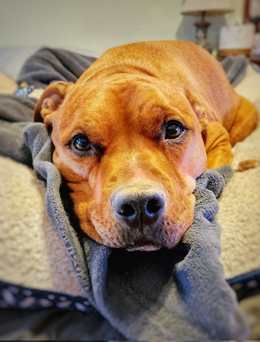 patokelley's tweet photo. Dog days of Christmas with my best friend. Peace, love and #pitbulls ❤️ The misunderstood and misjudged, gentle, beautiful, breed. 
#StaffordshireBullTerrier https://t.co/tNCb9qvtde