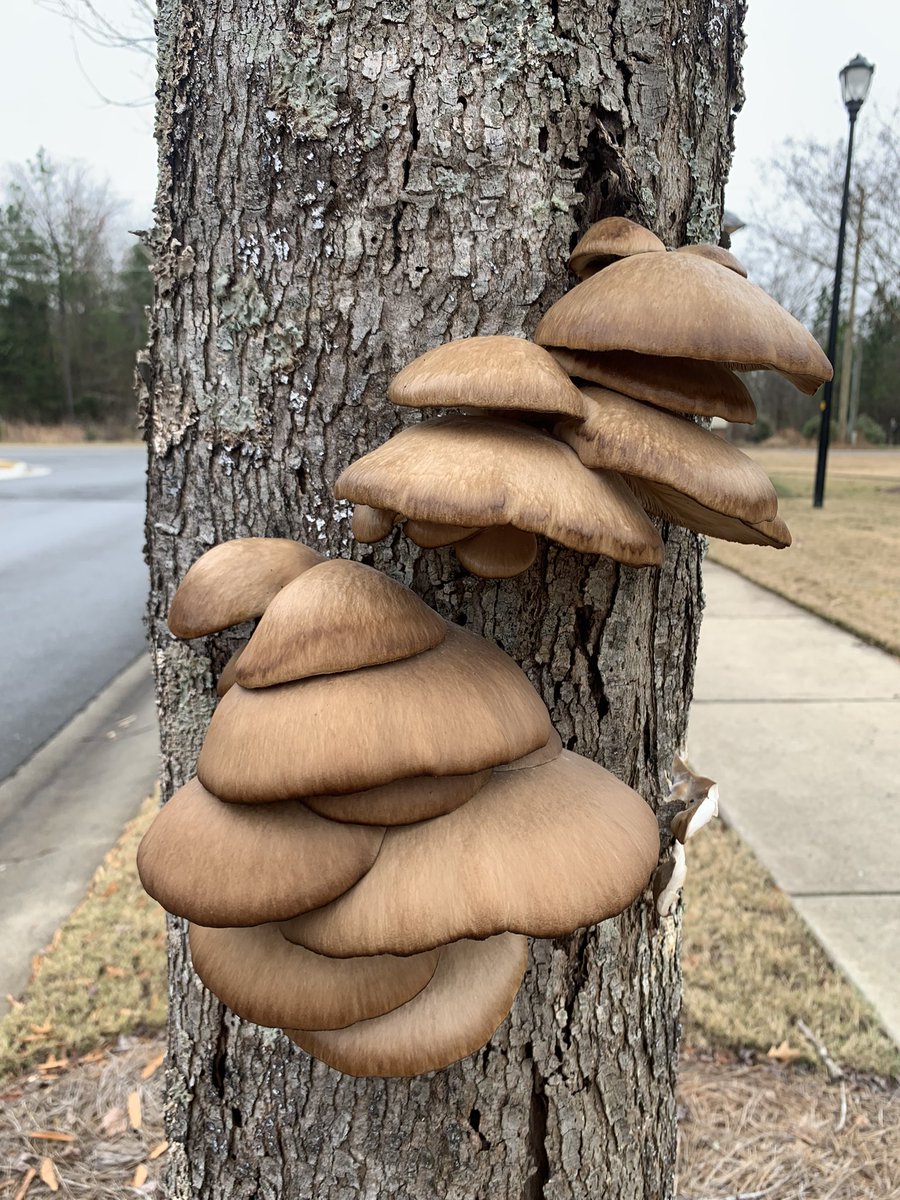 FreeSmooshi's tweet photo. @shroomy_baby can I get help with an ID plz? Fort Mill, SC https://t.co/kR2J5aL5hl