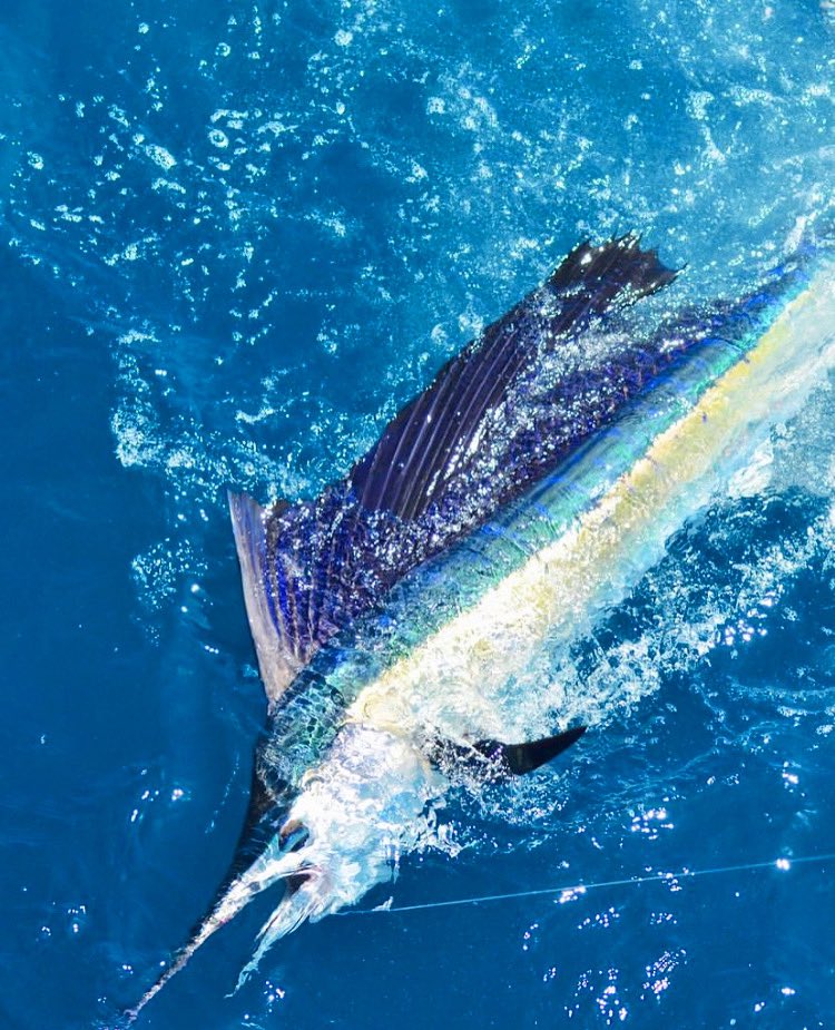 DiscoverMartin's tweet photo. Don’t forget to ask Santa for a vacation to the Sailfish Capital of the World 🎣🎅🏼📸: IG user piratescoveresortstuartfl #DiscoverMartin #LoveFL #FishLikeALocal https://t.co/75n4wnvp6p
