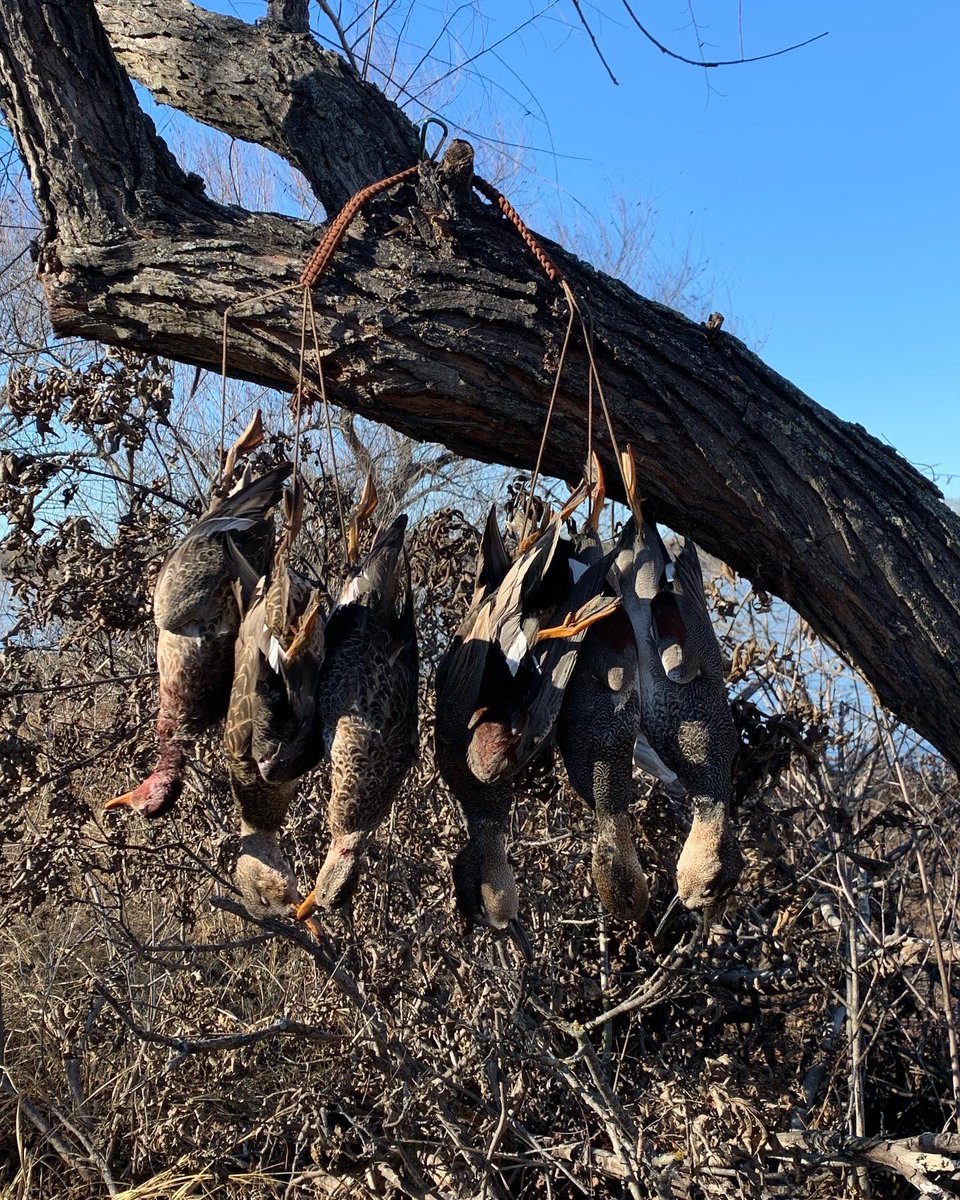 md_penn's tweet photo. It was great getting out there this past weekend and taking my twin boys(on the ends) and a good friends son(middle). Ducks worked how we wanted them too! https://t.co/Y1ao8VKYGl