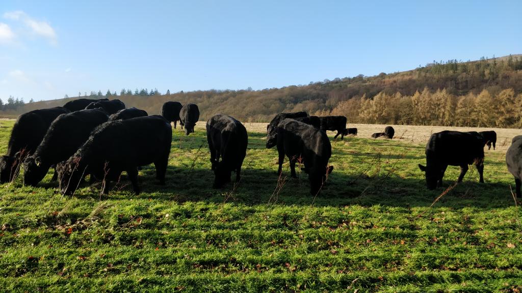 Jane38Harrop's tweet photo. It's December 20th. I can hardly believe that I am seeing such green grass. A real pleasure to see the cattle so content in their new paddock. Plenty more paddocks like this still available at Pollardine! 🙂 https://t.co/5VPffA4xUW