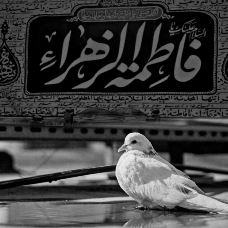 "Daughter of Rasul-Allah ص was crying helplessly in the crowd of laughing so called Muslims of Madinah."
Only if you think about this I swear your whole life won't be enough to cry over the oppressions that fell upon Lady of Jannahس 💔