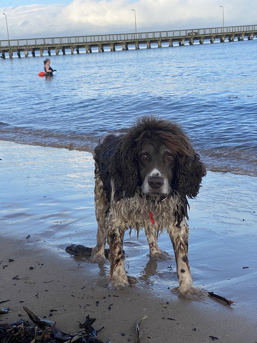 SpanielsSuper's tweet image. Mum said NO swimming! 🤬 
But gave in when she saw a lady without a wetsuit …..
I haven’t had a swim for years…
It was wonderful #SuperSwimmingSnoopy #NotTooCold #ItsPerfect #DogsOfTwitter #AdoptDontShop