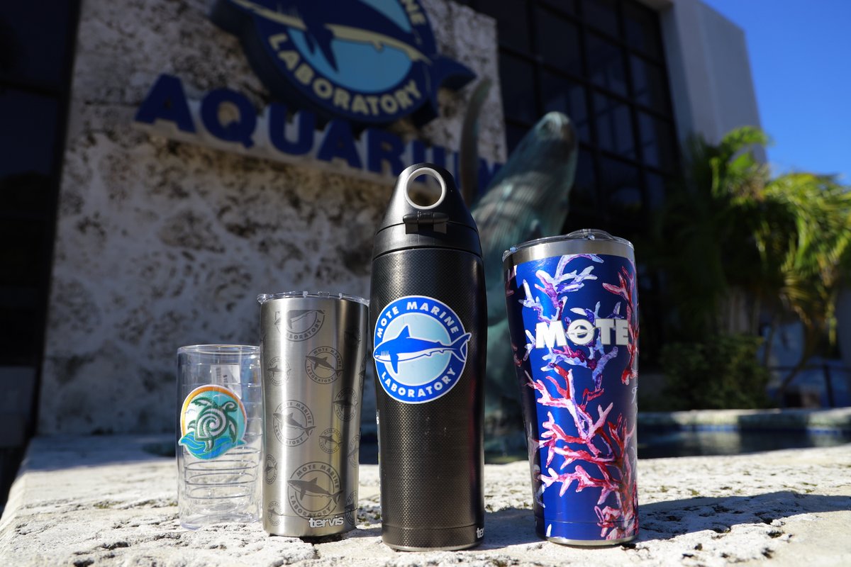 MoteMarineLab's tweet photo. Give back to the sea while treating yourself and your favorite sea fans this holiday season! 🌊🦈

Check out some of the great gifts from our partners who support us by visiting 🔗 https://t.co/LkVwoIstQK ❄️

#motemarinelab #givethegift #holidaypresent https://t.co/r80tn00QXV