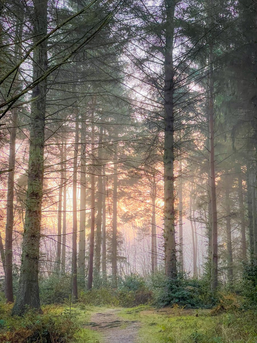 vass_media's tweet photo. A winter wander through Callendar Wood 🎄 Have a good Christmas everyone!  #VisitFalkirk #VisitScotland #CallendarPark https://t.co/JcR7o6BlO5