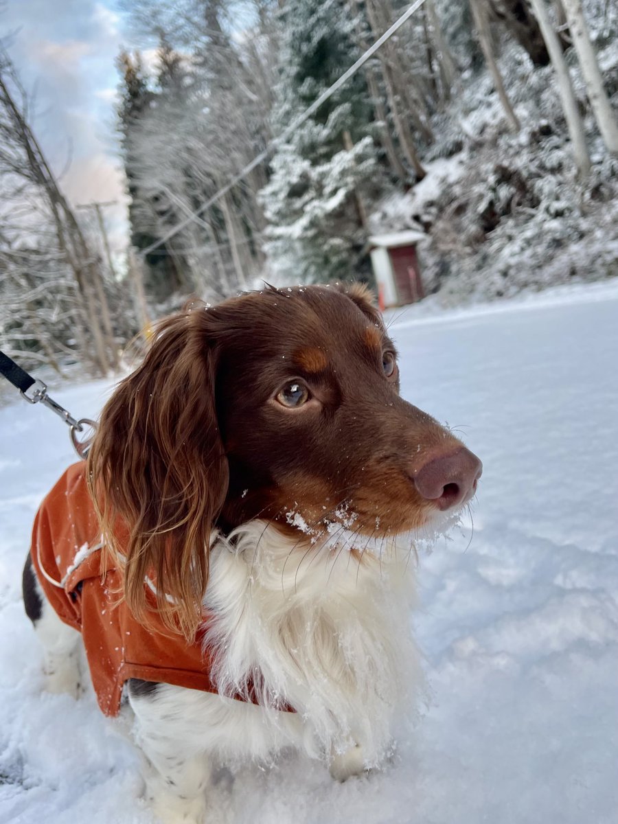 Ho ho ho 🎅 
We’ve got fresh snow!!! ⛄️ 

#BCStorm #BCSnow #CountdowntoChristmas #Dogs