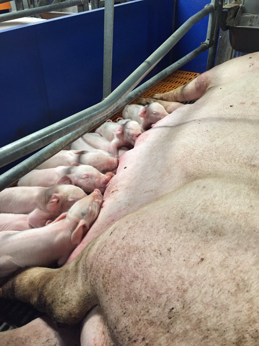 On the 7th day of Christmas, the sows delivered to us...The next batch of piglets for the <a href="/TailBiteAdvice/">TailBiteAdvice</a> project <a href="/teagascpig/">TeagascPig</a> 🐷🎄More video recordings for the development of our tail biting algorithm on the way! <a href="/Husdyrforskning/">Institut for Husdyr- og Veterinærvidenskab, AU</a> <a href="/M3BIORES/">M3-BIORES</a>