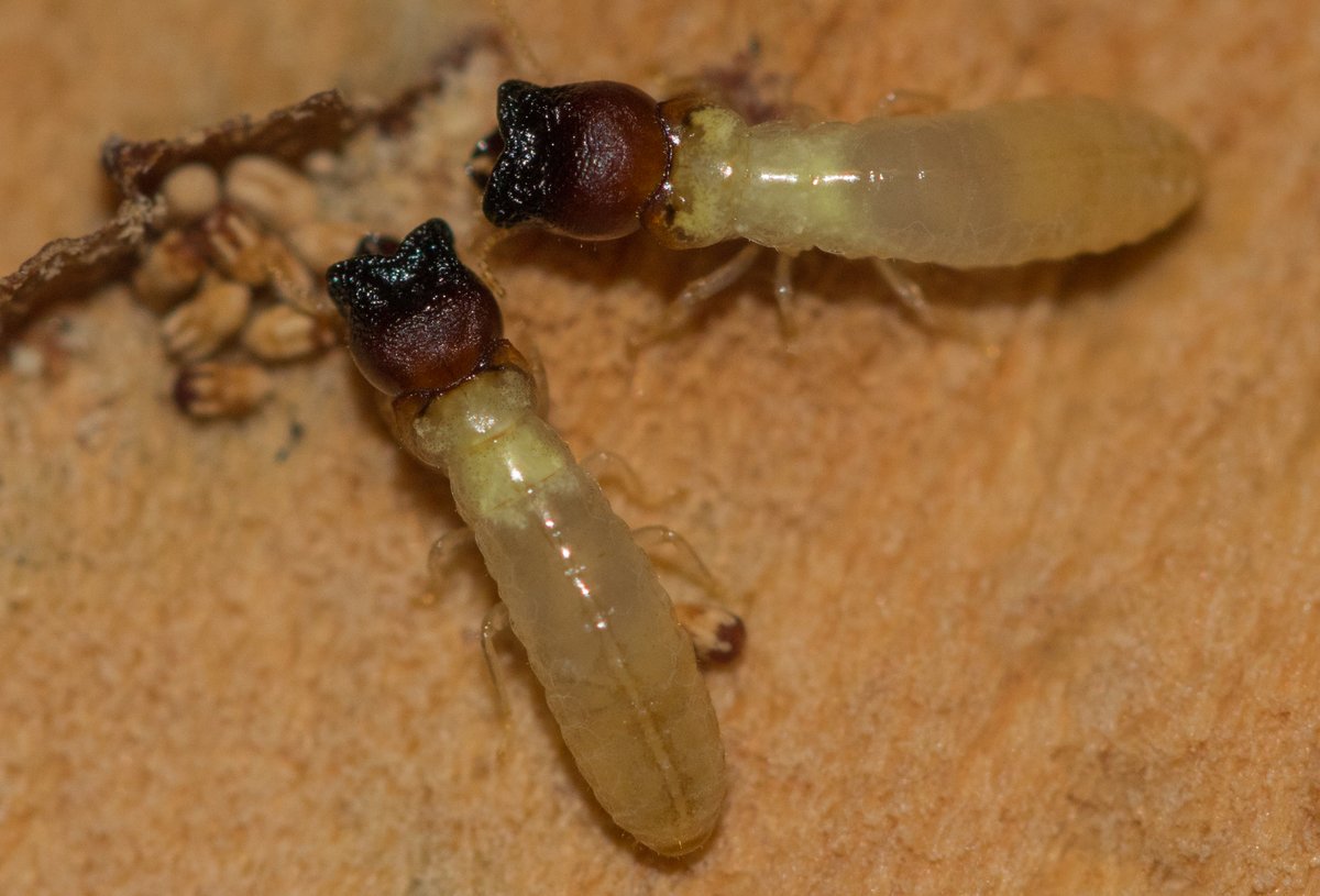 Soldiers of the drywood termite Cryptotermes brevis. They're equipped with a phragmotic head (and yes, they look like burnt matchsticks) to plug nest holes
