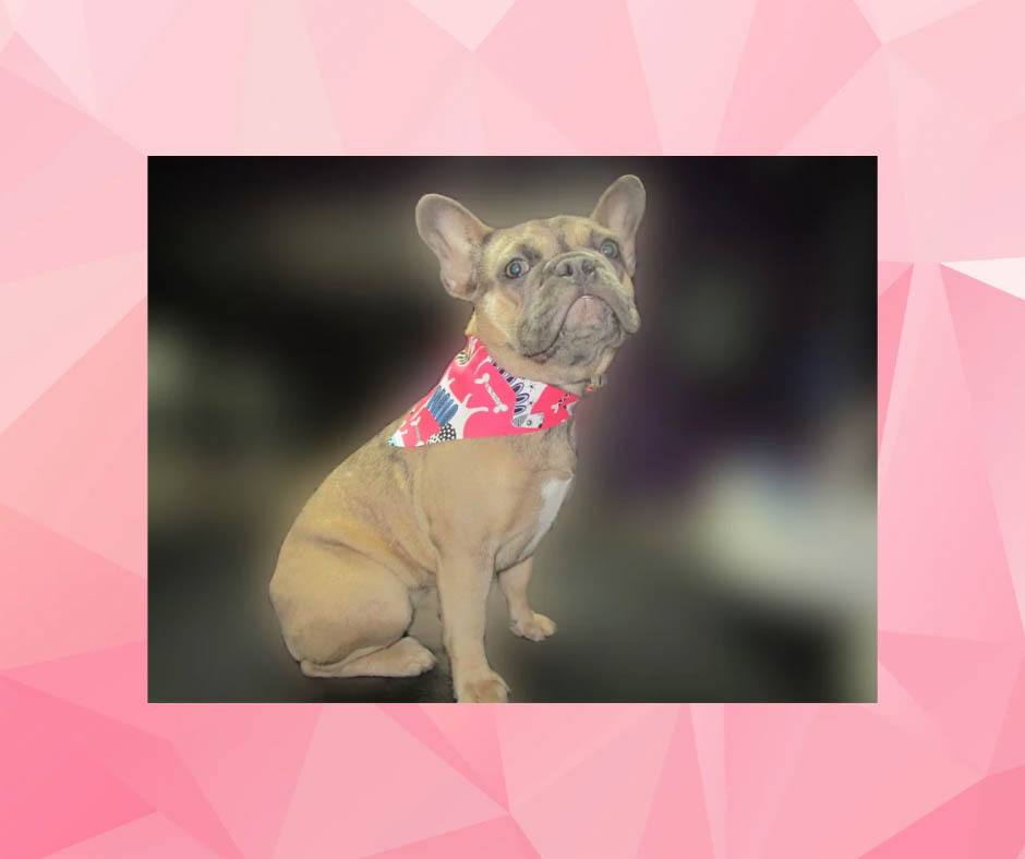 VanityPaws's tweet photo. To take advantage of our premium facilities and enthusiastic staff, please contact us at Vanity Paws Pet Grooming today. #PetGrooming https://t.co/m2epZOTYa4 https://t.co/vajcP293D1