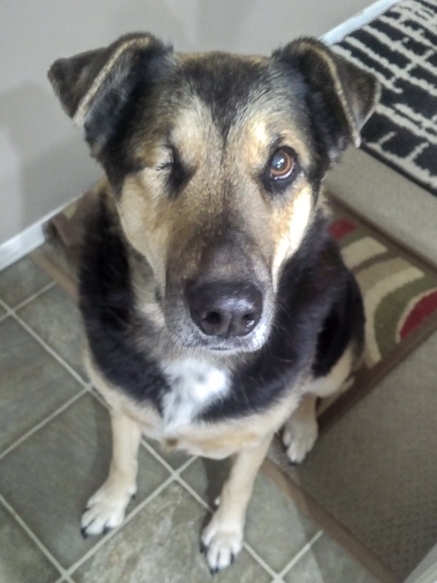 ArtsyRadish's tweet photo. Happy Gotcha Day to my sweet girl. Maggie May and I met 11 years ago at the @EdmontonHumane 
She was almost 6 months old, and has been by my side ever since. Love you girl! 🎂❤️

#MaggieMay #dogsoftwitter #gotcha #TrueLoveForever #dogs #furkid https://t.co/qhnO3R5Ybe