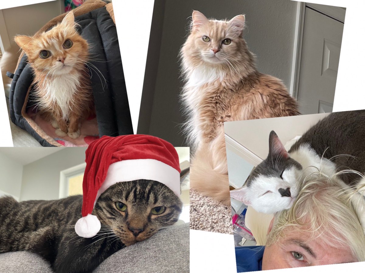 Meowy Catmas from our house to yours! 🎄🐾❤️🐾🎄