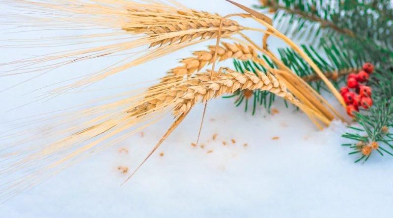 ESN Smart Nitrogen (@smartnitrogen) on Twitter photo Just about everything you use at Christmastime has agricultural roots. Here are a few ways agriculture takes the spotlight during the holidays: bit.ly/3uxKfox Just about everything you use at Christmastime has agricultural roots. Here are a few ways agriculture takes the spotlight during the holidays: bit.ly/3uxKfox