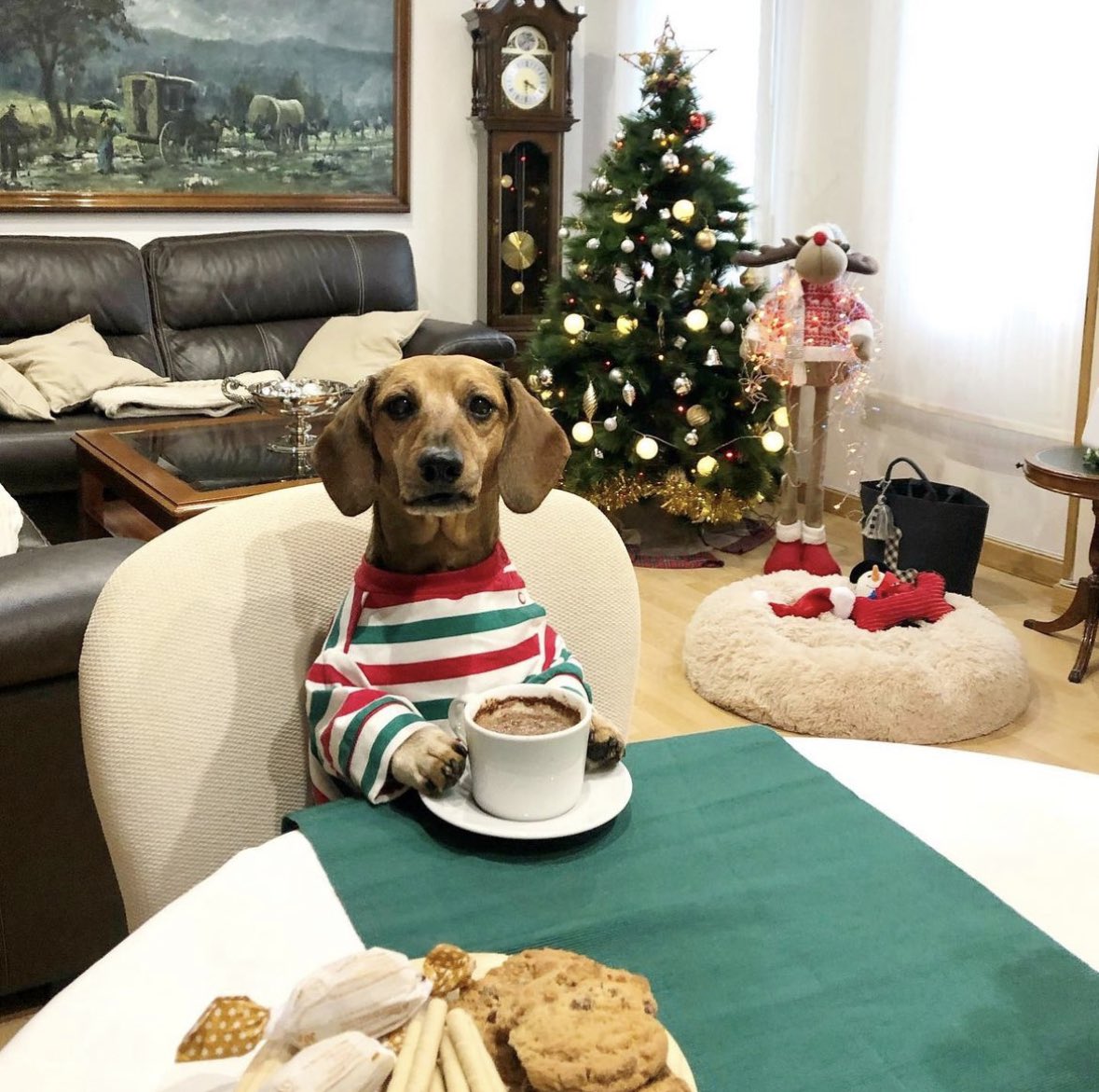 This is Lucas. He’d like you to put your phone down for a change and enjoy some quality time with him. Maybe even a conversation as well? 13/10 he’d welcome that