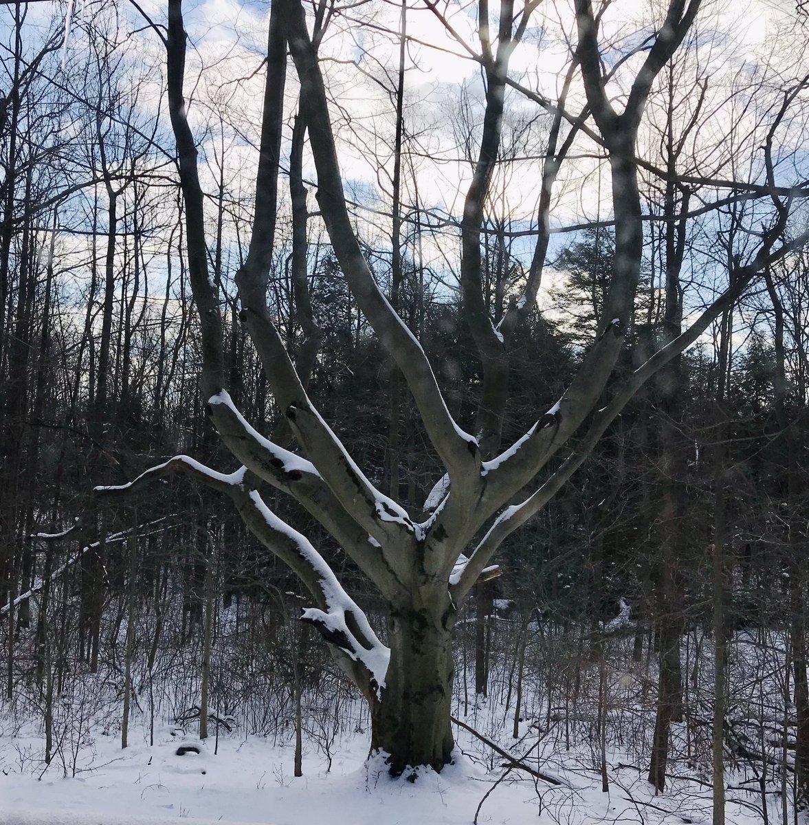 Mary Oliver, Evidence; and “some fresh morning.” ❄️✨