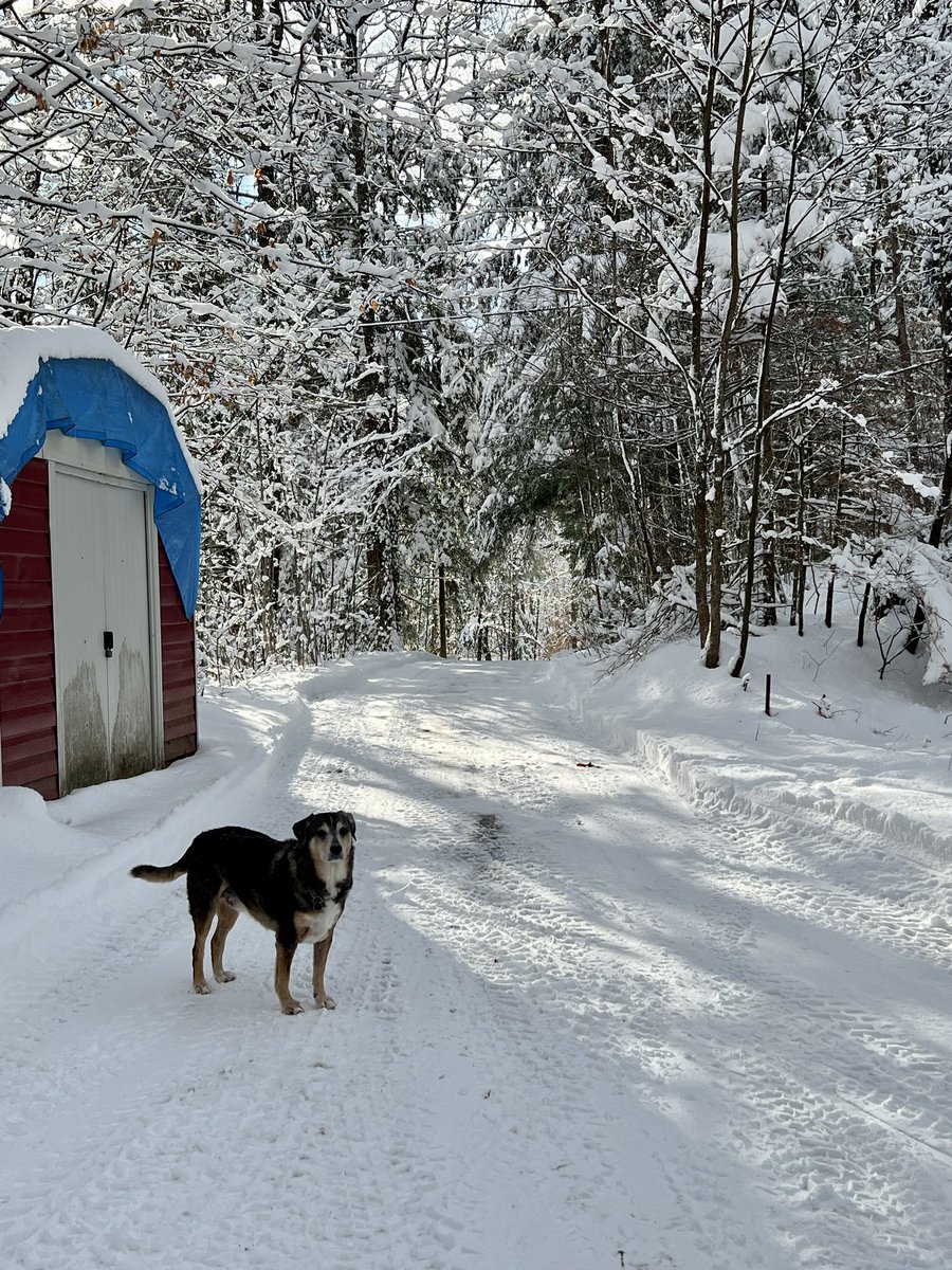 <a href="/CBCOntMorning/">Ontario Morning</a> Linc is into his 11th year, I’ve always had dogs, ever since I was a baby ☺️