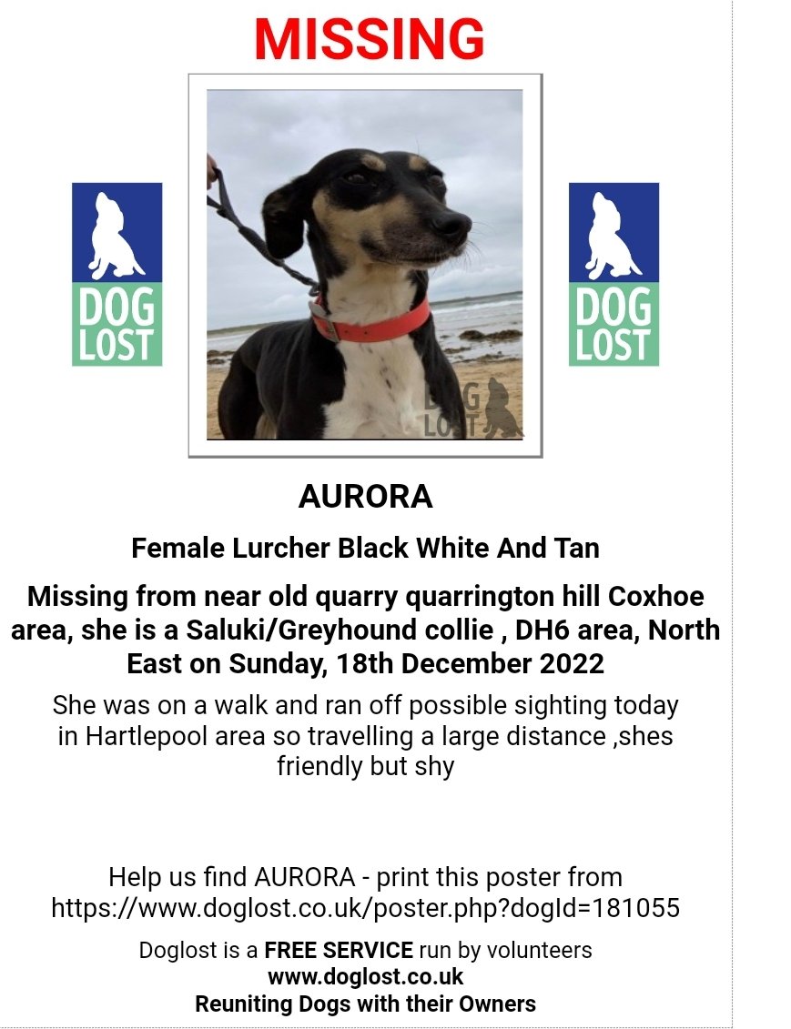 MissingPetsGB's tweet photo. 🐕 AURORA was on a walk and ran off on the 18 December 2022 near Old Quarry Quarrington Hill #Coxhoe #DH6
Possible sighting in Hartlepool, she may have travelled a large distance already.
She is a Saluki/Greyhound collie. Please do not approach if seen.
https://t.co/NcSZudtHTp https://t.co/UqCZVMaKY4