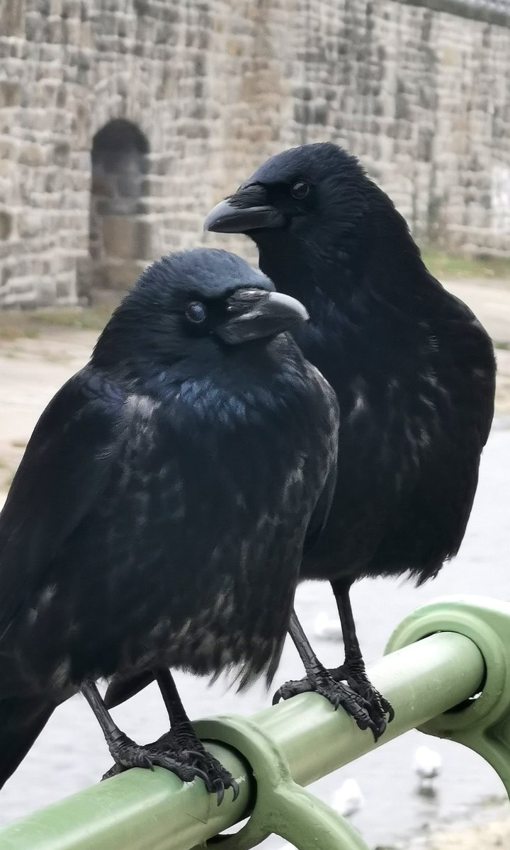 city_crows's tweet photo. #GameOfCrows at the Vienna River
#crow clans - The Kennedys
Black Sherlock and another crow from the same clan on the watch this morning.
Don't know yet if they are partners, siblings, cousins or parent with kid. 🧐 https://t.co/xh1MbyQobH