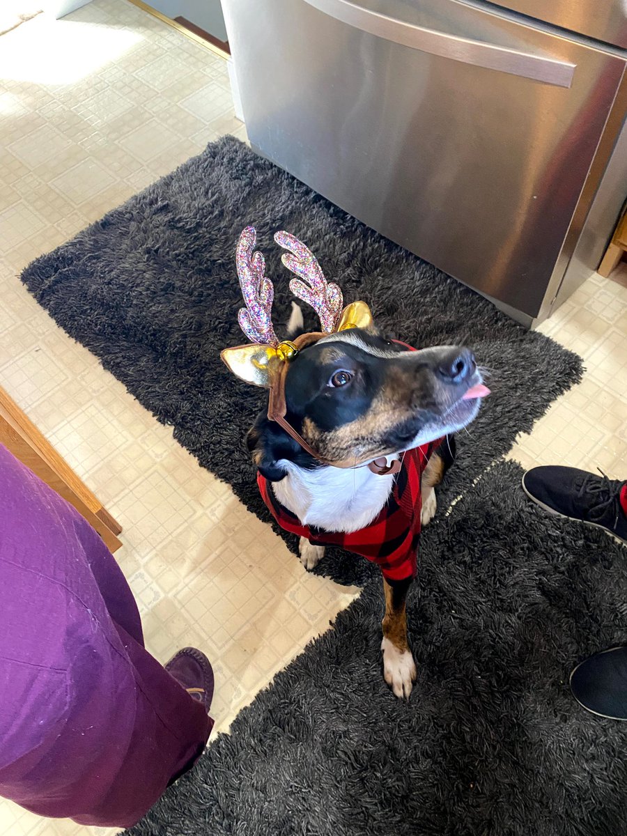 MissEmmyLee's tweet photo. @dog_rates @Trupanion Mabel baby loves Christmas 🥹❤️💚 https://t.co/rM1P6iYMYr