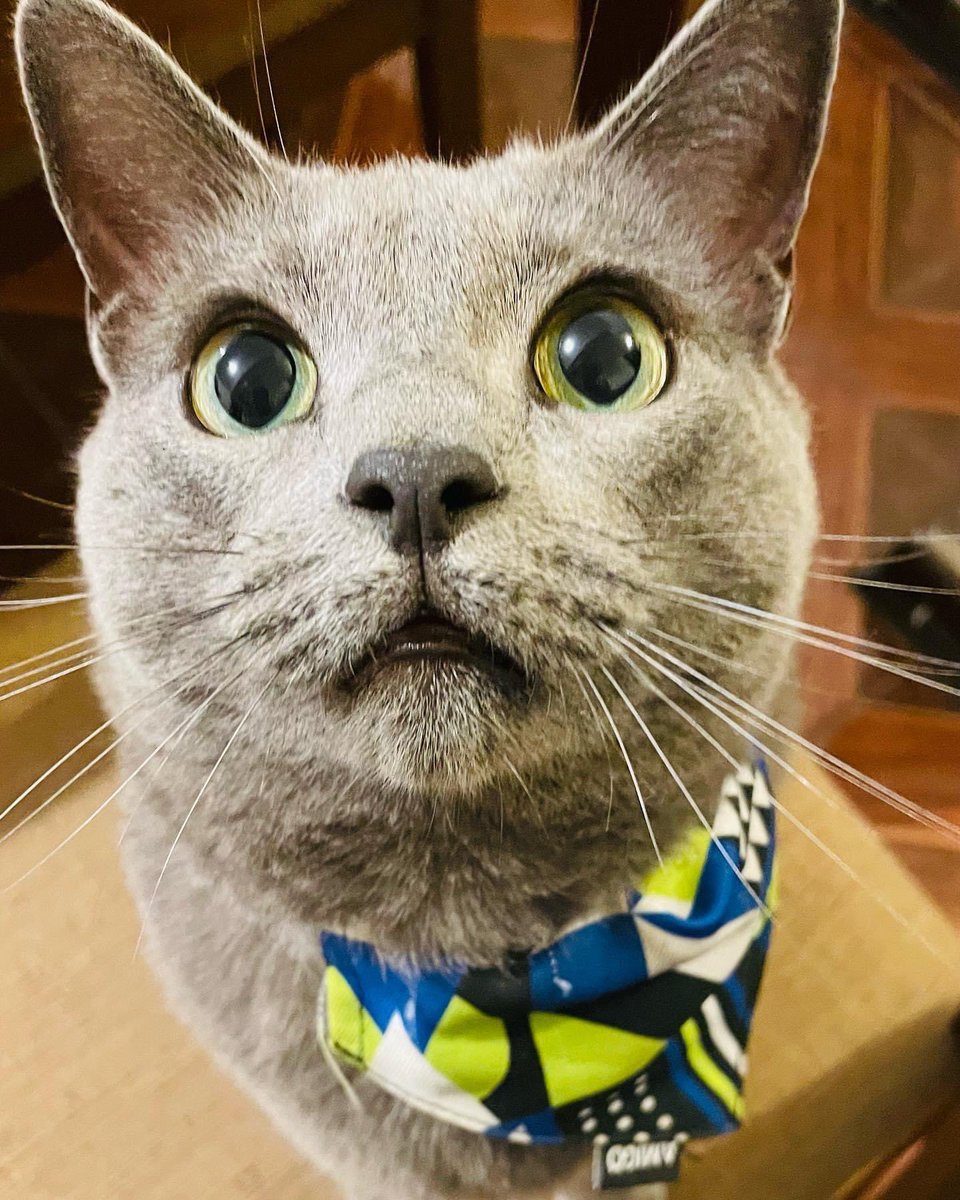 KroffJacob's tweet photo. Mi regalón chico https://t.co/XMkzKynB2X