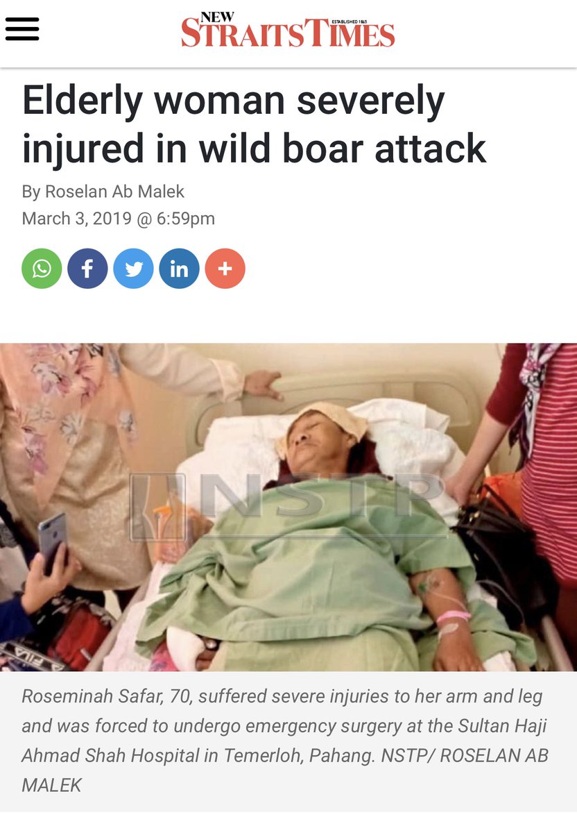 addien90s's tweet image. Orang yang pernah kena kejar atau nampak babi hutan mengganas je yang faham how deadly wild boars can be. Sebab tu netizen jangan duk buat pencinta haiwan tak bertempat. Nampak bodoh nanti.