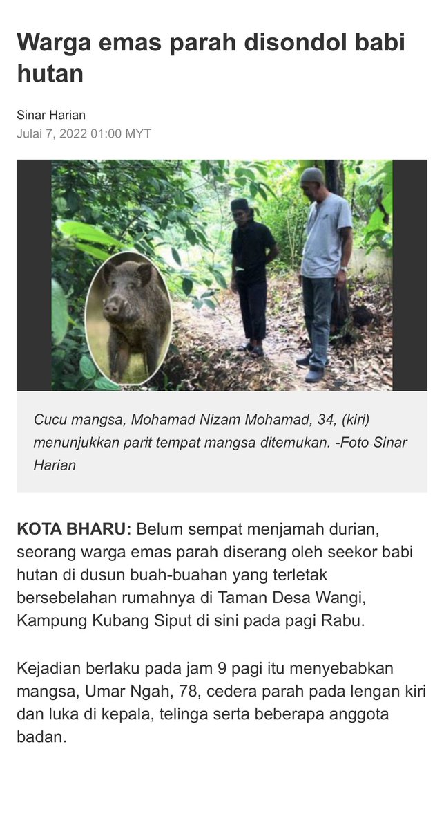 addien90s's tweet image. Orang yang pernah kena kejar atau nampak babi hutan mengganas je yang faham how deadly wild boars can be. Sebab tu netizen jangan duk buat pencinta haiwan tak bertempat. Nampak bodoh nanti.