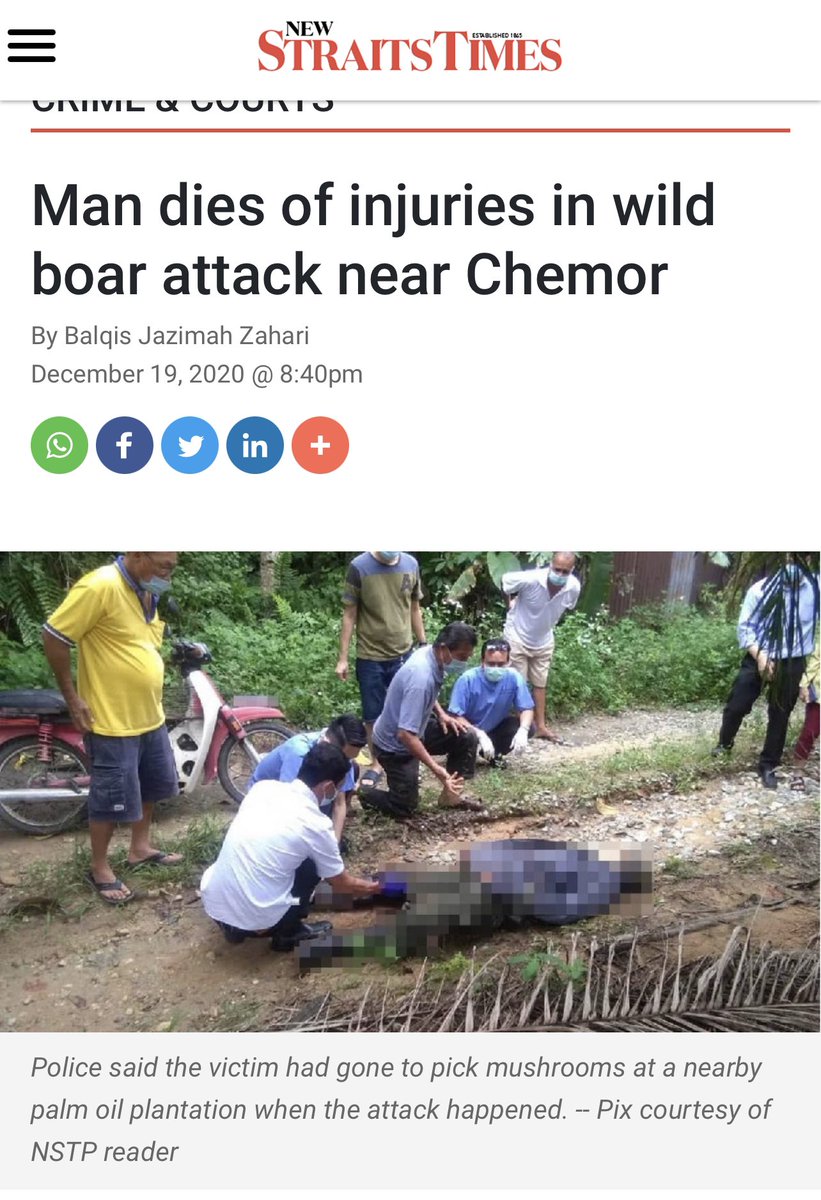addien90s's tweet image. Orang yang pernah kena kejar atau nampak babi hutan mengganas je yang faham how deadly wild boars can be. Sebab tu netizen jangan duk buat pencinta haiwan tak bertempat. Nampak bodoh nanti.