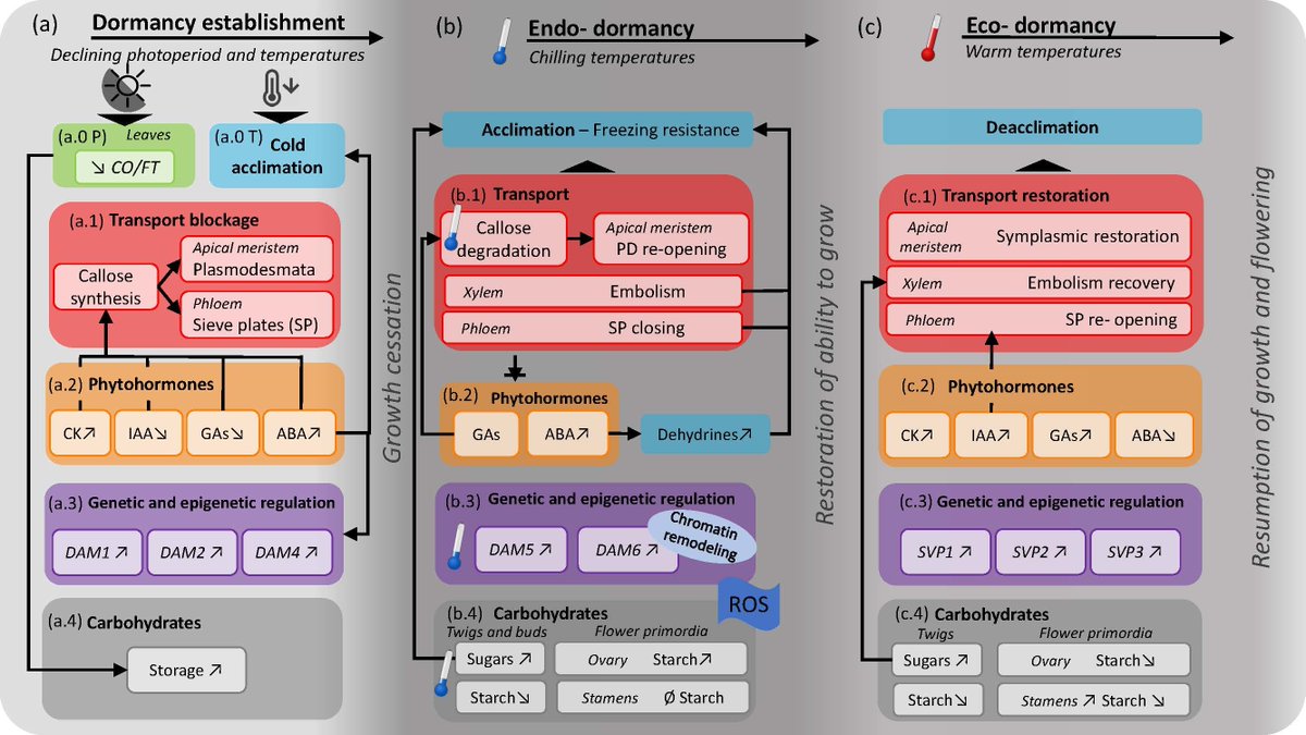Agronomy_Mdpi's tweet photo. 📝Featured Paper

"A Conceptual Framework for Winter Dormancy in Deciduous Trees " by Erica Fadón et al. from @UniBonn 
🔍This work aimed to synthesize existing knowledge on dormancy into a general conceptual framework to enhance dormancy comprehension.
🔗https://t.co/5eQBIZhp73 https://t.co/h3uoavl5Mi