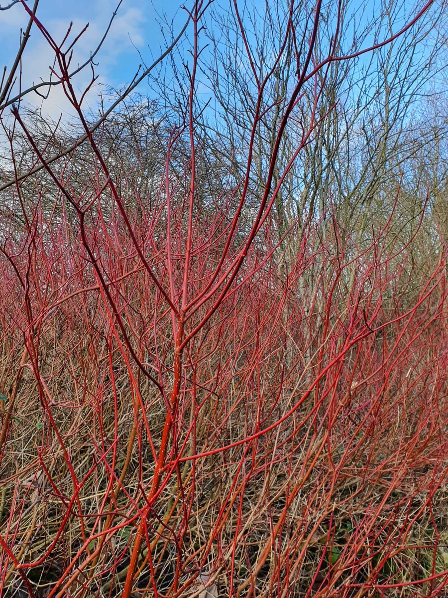 GreenCrew1's tweet photo. This time of year the red stems on the dogwood inject their colour in the winter landscape. The path on Amberswood Common is part of National Cycle Route 55, which runs from Ironbridge to Preston (113 miles). https://t.co/FvNmJX3wy7